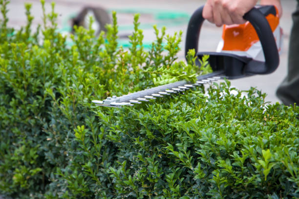 Hedge Trimming Kilkenny service 1