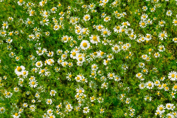 meadow lawn