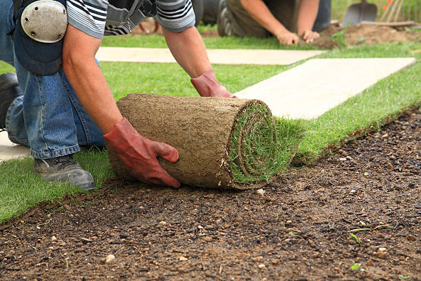 turf lawn