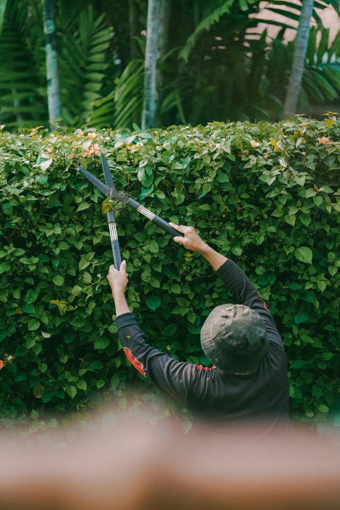 Hedge Trimming Kilkenny service 4