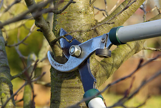 Tree Topping and Removal Kilkenny service 4